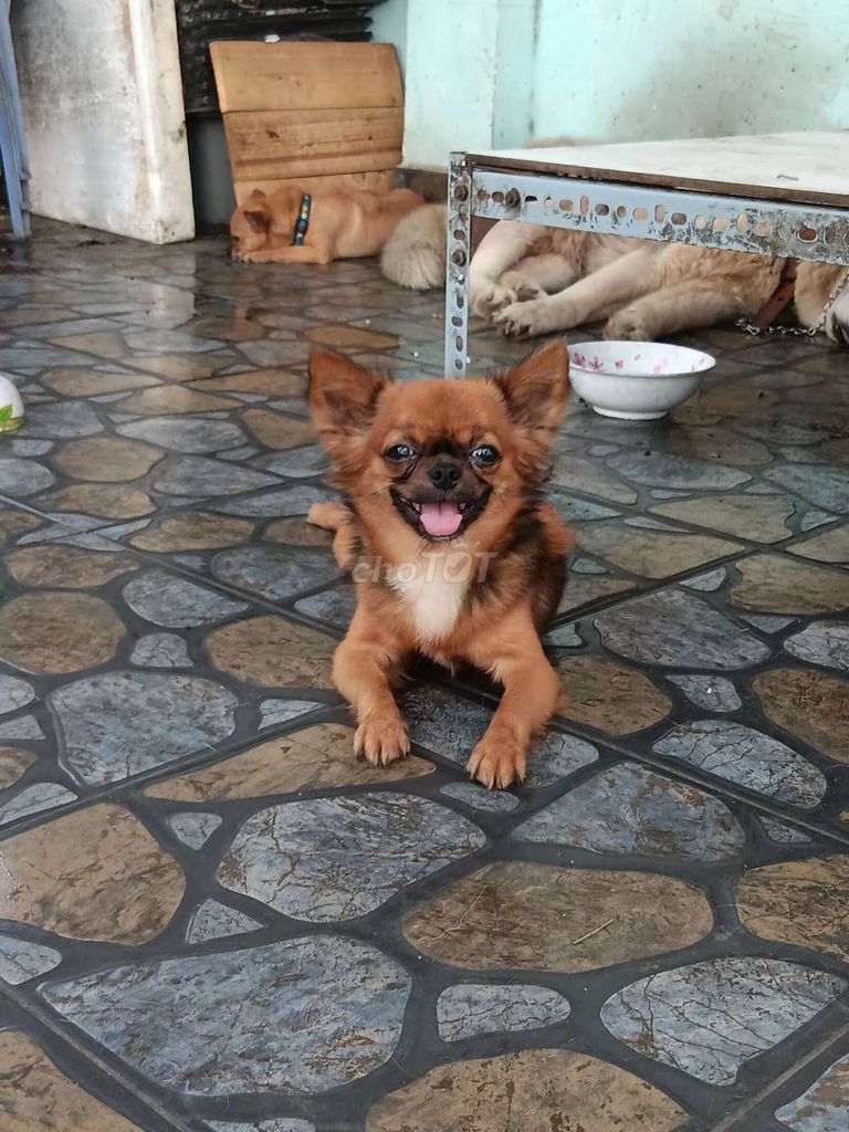 Bán chó chihuahua. Mua bán Chó tại Thành phố Thủ Dầu Một Bình Dương được đăng bởi Hồng hình 3