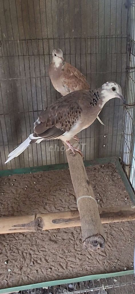 Chim cu Cu thái bông Nâu trắng. Mua bán Chim tại Thành phố Thủ Đức Tp Hồ Chí Minh được đăng bởi Nguyễn Văn Út hình 1