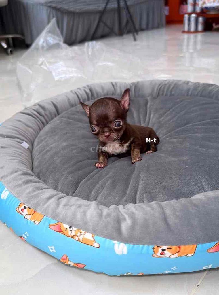 Chó Chihuahua Teacup, mini Nâu socola đã tiêm. Mua bán Chó tại Quận Bình Tân Tp Hồ Chí Minh được đăng bởi Kyn hình 1