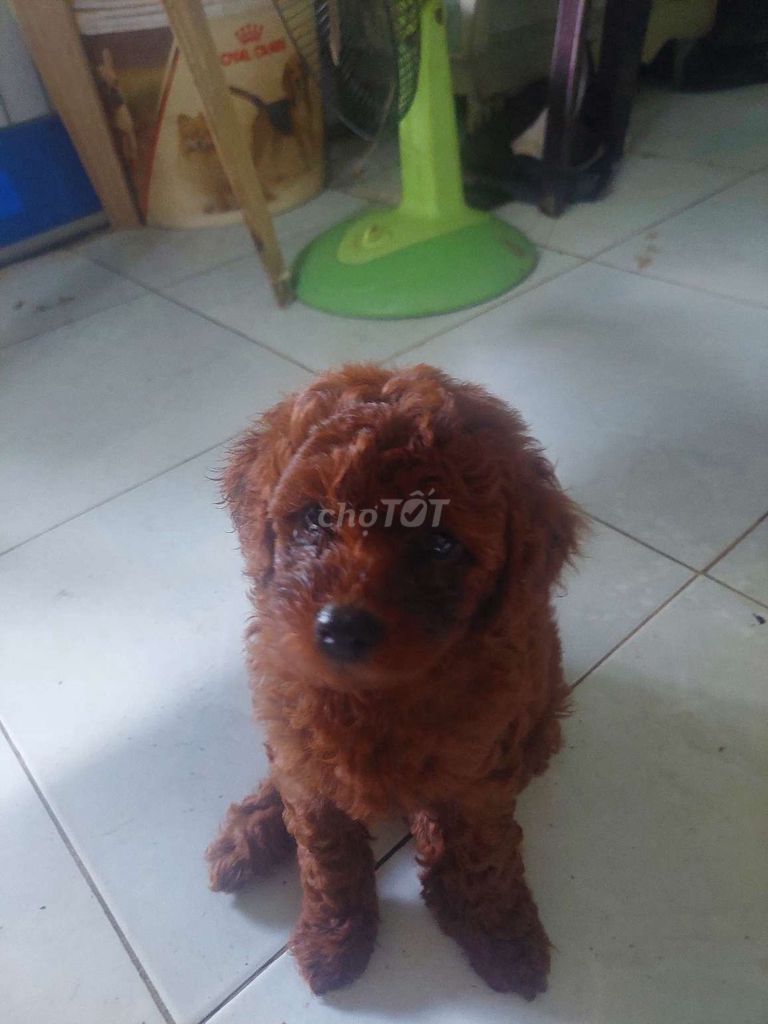 Chó Poodle Cái Nâu đỏ. Mua bán Chó tại Quận Cái Răng Cần Thơ được đăng bởi Anh Sáu hình 1