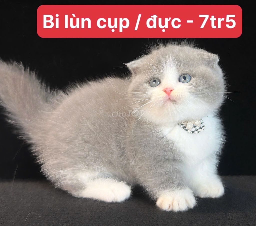 Mèo Scottish Fold đực đã tiêm. Mua bán Mèo tại Quận Hà Đông Hà Nội được đăng bởi Viet anh Nguyen hình 1