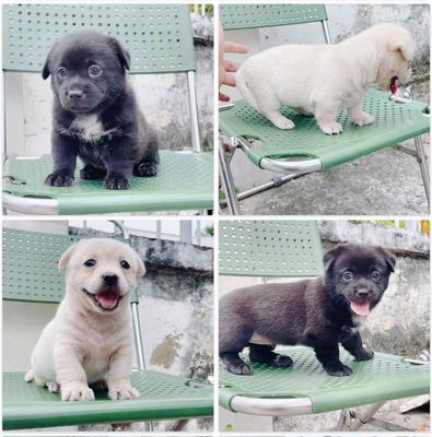 Corgi x nhật 2.5 tháng