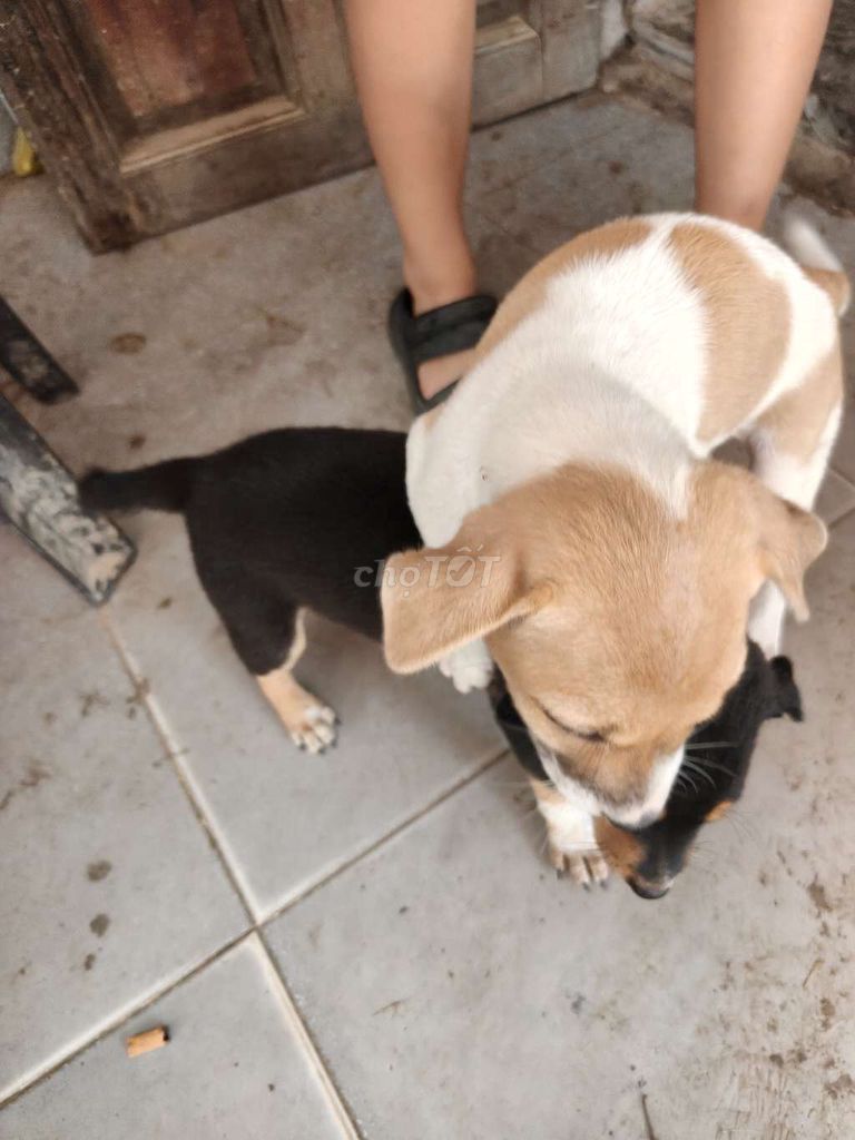 Chó con 2 thág tuổi đã ăn khoẻ. Mua bán Chó tại Thị xã Hương Trà Thừa Thiên Huế được đăng bởi xuan an hình 1