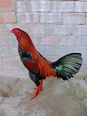 We 2kg7 tay dầy đặc. Mua bán Gà tại Huyện Trà Ôn Vĩnh Long được đăng bởi Luyến Gà Nòi