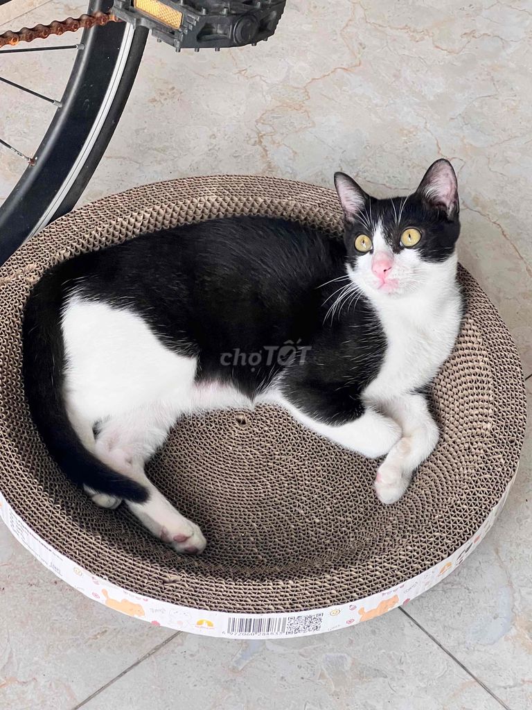 Tìm chủ mới cho bé - tặng kèm khay vệ sinh. Mua bán Mèo tại Thành phố Thủ Đức Tp Hồ Chí Minh được đăng bởi Nhi Yn hình 1