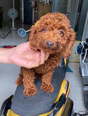 chó poodle tiny nâu đỏ đực 6 tháng tuổi. Mua bán Chó tại Quận Ninh Kiều Cần Thơ được đăng bởi Trại Cún Kiên Phạm