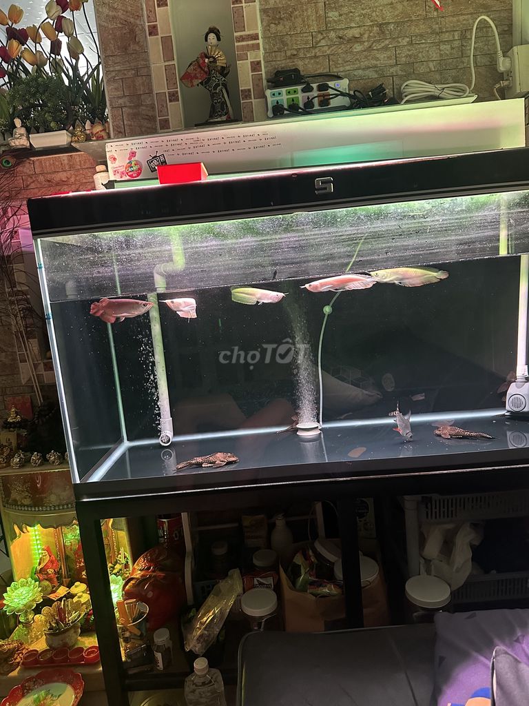 4 em ngân Long abino size chuẩn đẹp(1em gù lưng)