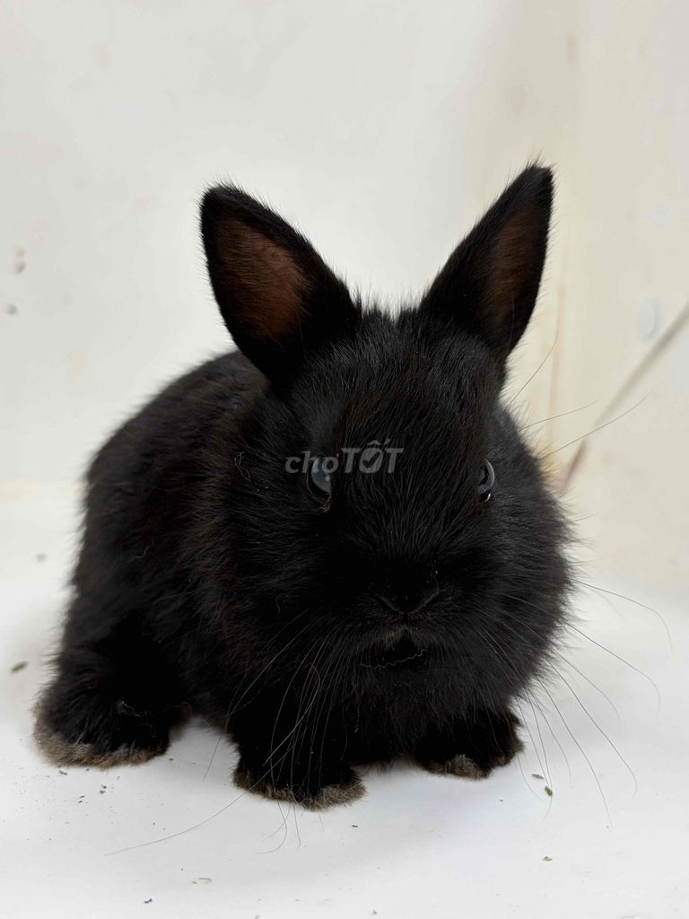Thỏ hà lan, sư tử, minirex 400k-600k 1 bé. Mua bán Thú cưng khác tại Quận Thanh Xuân Hà Nội được đăng bởi Cao Tường Vi  hình 1