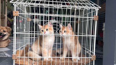 Bố golden red nhập nga - mẹ munchkin thuần chủng. Mua bán Mèo tại Huyện Hóc Môn Tp Hồ Chí Minh được đăng bởi Tùng Nguyễn