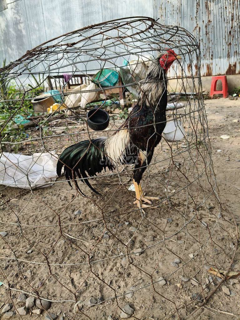 Gà chuối tơ khung lớn Đen trắng. Mua bán Gà tại Huyện Thoại Sơn An Giang được đăng bởi A Thât Tha hình 1