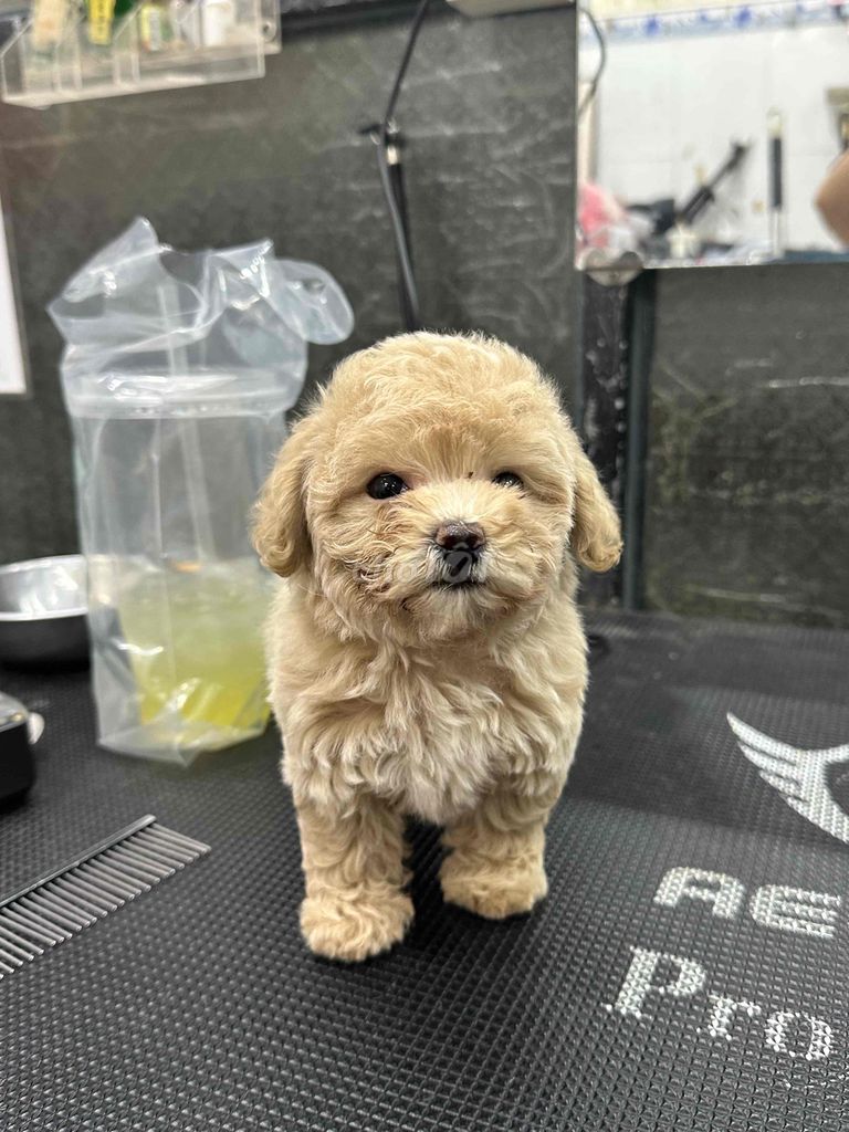 Chó Poodle teacup. Mua bán Chó tại Thành phố Mỹ Tho Tiền Giang được đăng bởi Đỗ Tú hình 1