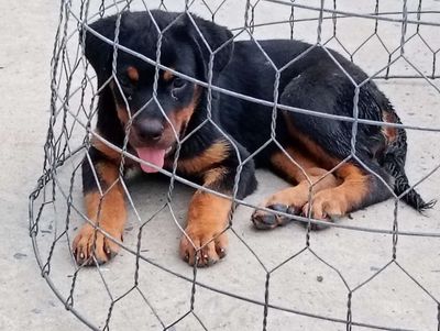 Chó Rottweiler đen vàng đã tiêm