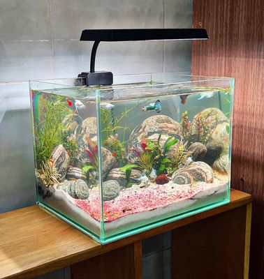 HỒ THUỶ SINH PHONG THUỶ SIÊU ĐẸP KT 25x20 HCM. Mua bán Thú cưng khác tại Quận Bình Tân Tp Hồ Chí Minh được đăng bởi Ngọc