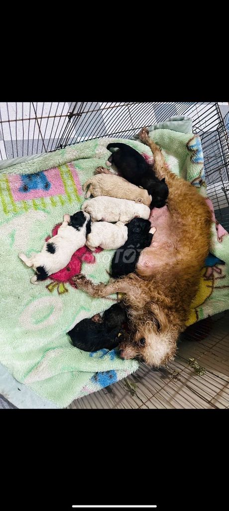 Chó con Đen Trắng Nâu Cả hai. Mua bán Chó tại Quận Hà Đông Hà Nội được đăng bởi Con Nhà Nghèo hình 1