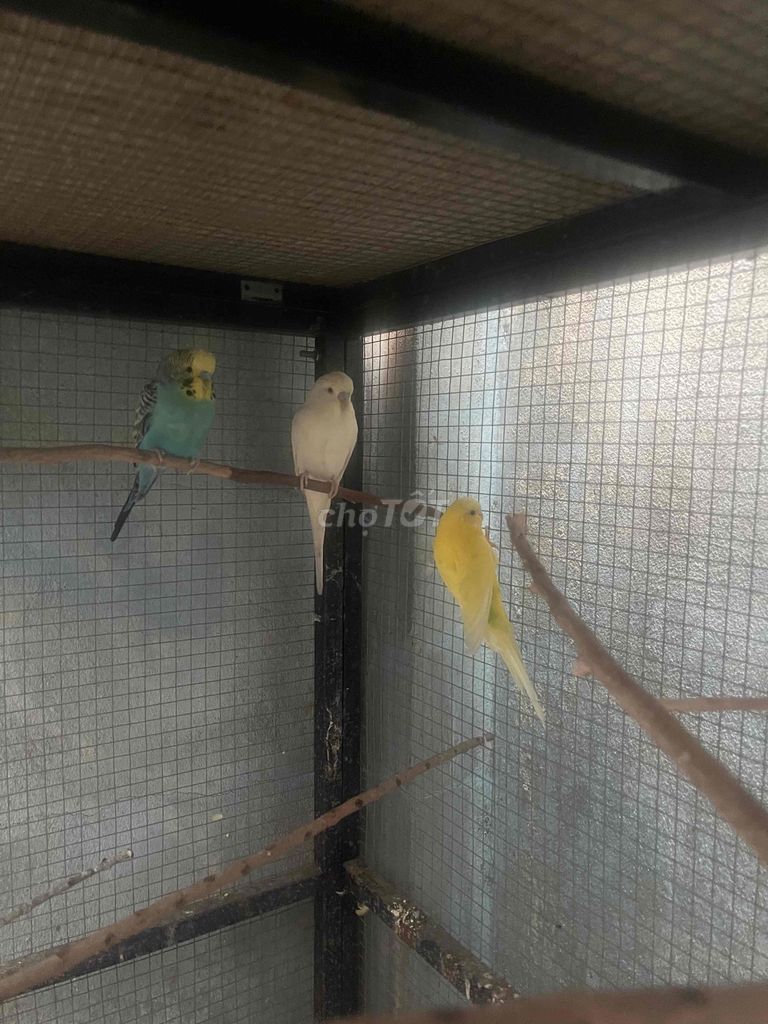 Chim Yến phụng 2 trống 1 mái. Mua bán Chim tại Quận Bình Tân Tp Hồ Chí Minh được đăng bởi Minh Chương hình 1