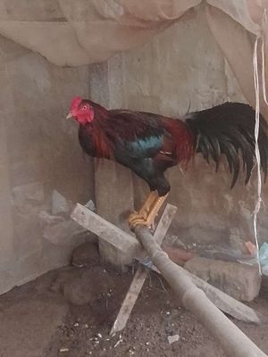 Điều tơ siêu mỹ 2kg7 tay tốt. Mua bán Gà tại Huyện Phú Tân An Giang được đăng bởi ut