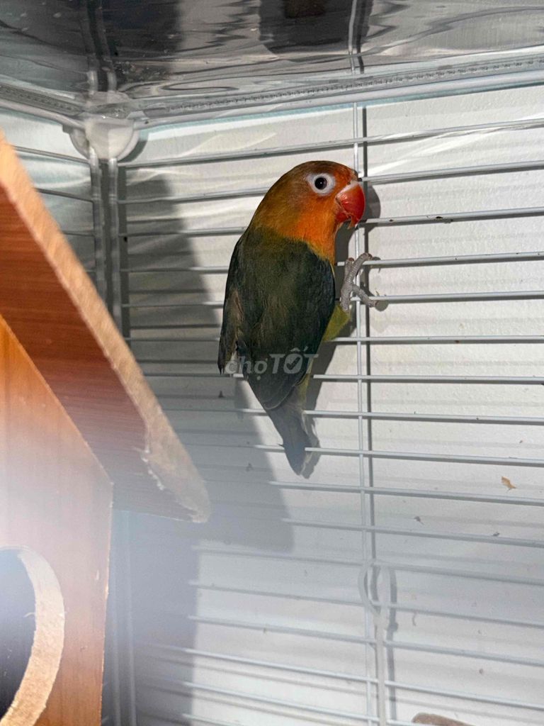 Chim Lovebird Non Xanh mặt cam Khỏe mạnh. Mua bán Chim tại Thành phố Thái Bình Thái Bình được đăng bởi Kenna hình 1