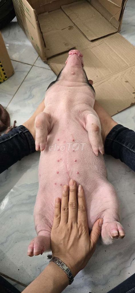 Heo mọi tặng chó