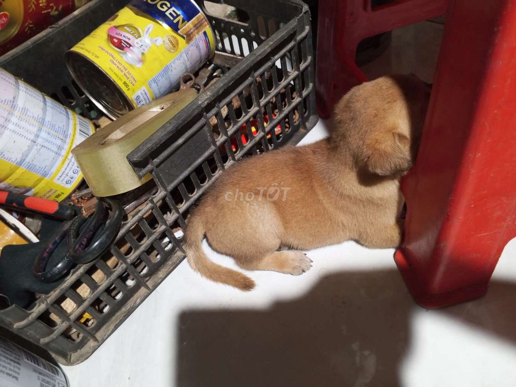 Chó Cái màu Nâu. Mua bán Chó tại Thành phố Thuận An Bình Dương được đăng bởi quả đào hình 1