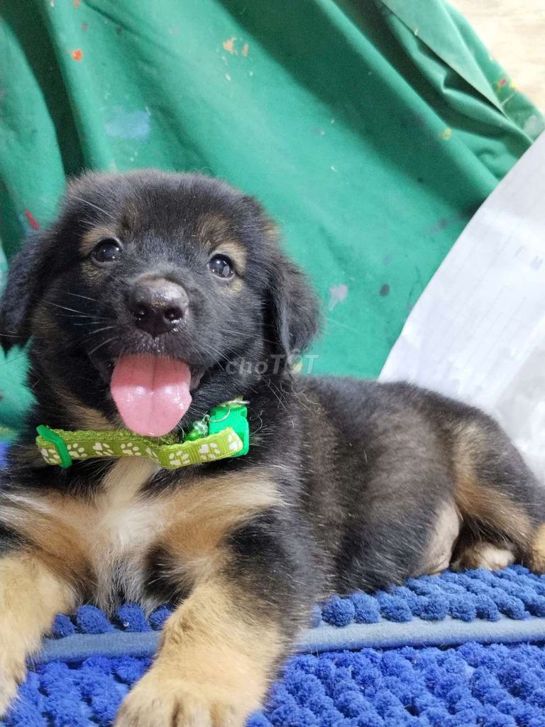 Chó Becgie đực f1 thông minh khung xương to . Mua bán Chó tại Quận Bình Tân Tp Hồ Chí Minh được đăng bởi Nguyễn Hằng hình 1