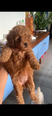 Chó Poodle đực đã tiêm mũi 1