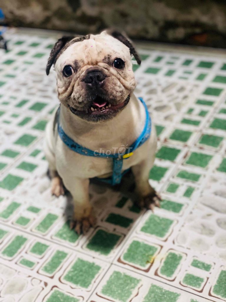 Chó Bulldog trắng đốm đen cái tơ. Mua bán Chó tại Quận 1 Tp Hồ Chí Minh được đăng bởi bm hình 1