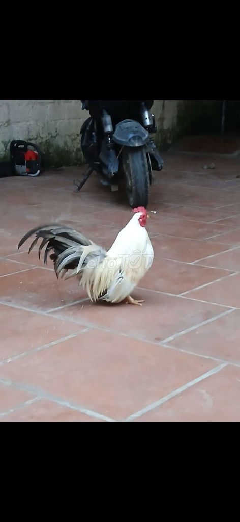 Gà Tân Châu Trống Trắng Vài năm. Mua bán Gà tại Quận Hà Đông Hà Nội được đăng bởi nguyễn Tuân  hình 1
