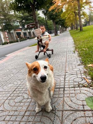 Corgi siêu ngoan tìm nhà mới