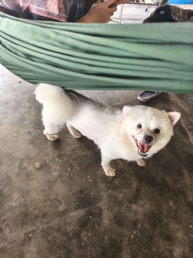 Chó phoc soc lai nha de. Mua bán Chó tại Quận 7 Tp Hồ Chí Minh được đăng bởi trọng anh  hình 4