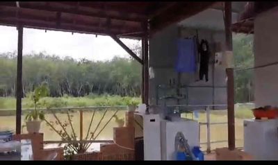 NHÀ VƯỜN ( CÓ PHÒNG TRỌ KÈM ). Mua bán nhà ở tại Thành phố Đồng Xoài Bình Phước được đăng bởi Ngọc Như