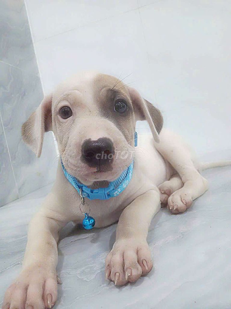 Chó Pitbull mặt nhăn giống to rất trung thành . Mua bán Chó tại Quận 6 Tp Hồ Chí Minh được đăng bởi Tăng Chí Lương  hình 1