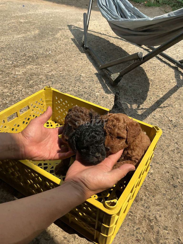 Chó Poodle con. Mua bán Chó tại Huyện Củ Chi Tp Hồ Chí Minh được đăng bởi Hiền Điện hình 1