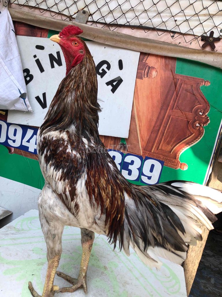 siu 2k9 tay cục mới chác. Mua bán Gà tại Quận Bình Thuỷ Cần Thơ được đăng bởi bìnhbibobibobibo hình 1