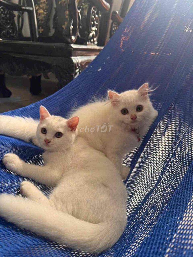 Mèo Anh Trắng. Mua bán Mèo tại Thành phố Vũng Tàu Bà Rịa - Vũng Tàu được đăng bởi thanh huy hình 1