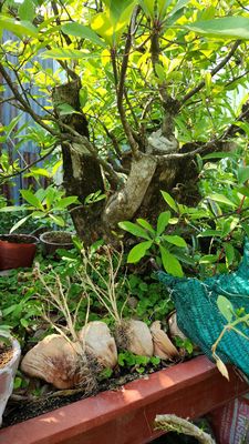 Lộc vừng bonsai tầm trung