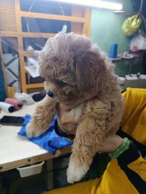 Chó Poodle size nhỏ lông dày