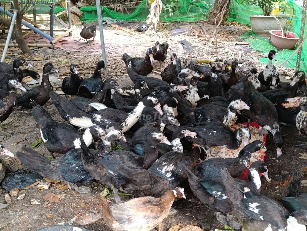 Vịt xiêm thả vườn 60 con. Mua bán Đồ ăn, thực phẩm và các loại khác tại Quận 11 Tp Hồ Chí Minh được đăng bởi Lý Kiện Văn hình 1