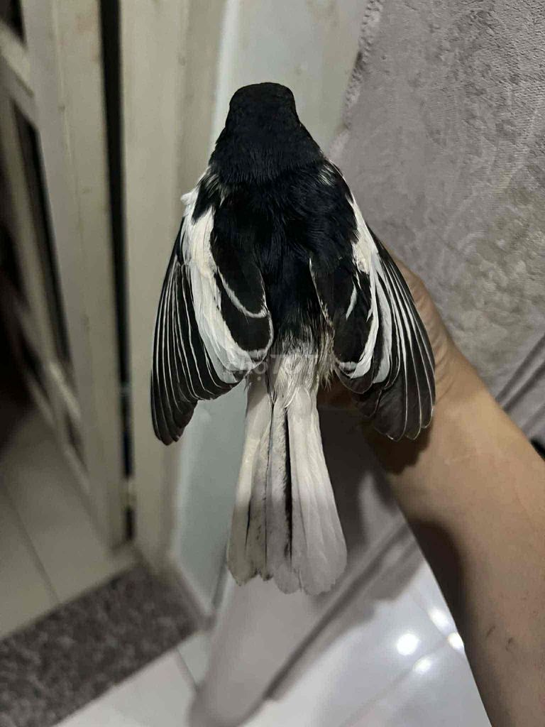 cặp chim như clip tặng than mái lỗi. Mua bán Chim tại Quận Gò Vấp Tp Hồ Chí Minh được đăng bởi Đam Mê hình 1