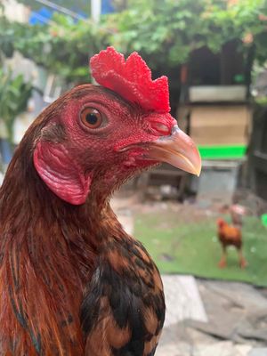 1kg2 còn lên. Mua bán Gà tại Quận 8 Tp Hồ Chí Minh được đăng bởi Minh Khang