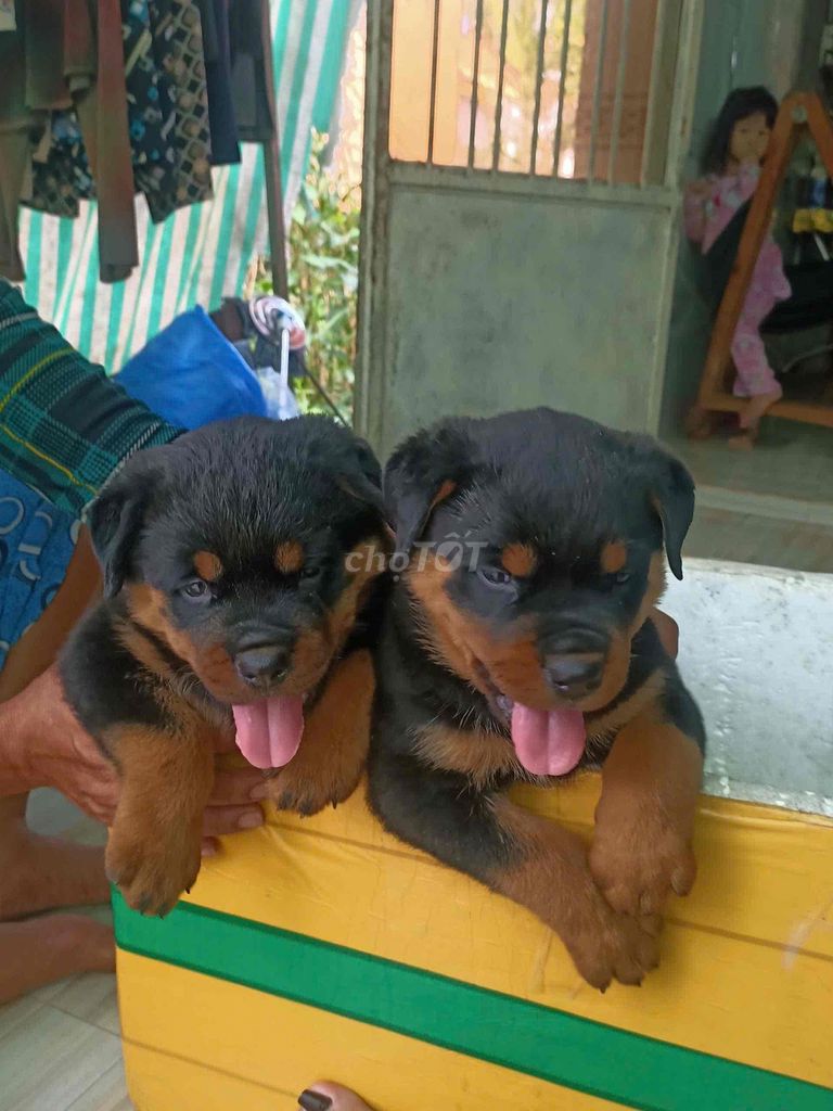 Chó Rottweiler cái thuần chủng. Mua bán Chó tại Huyện Thoại Sơn An Giang được đăng bởi Hữu Thọ hình 3