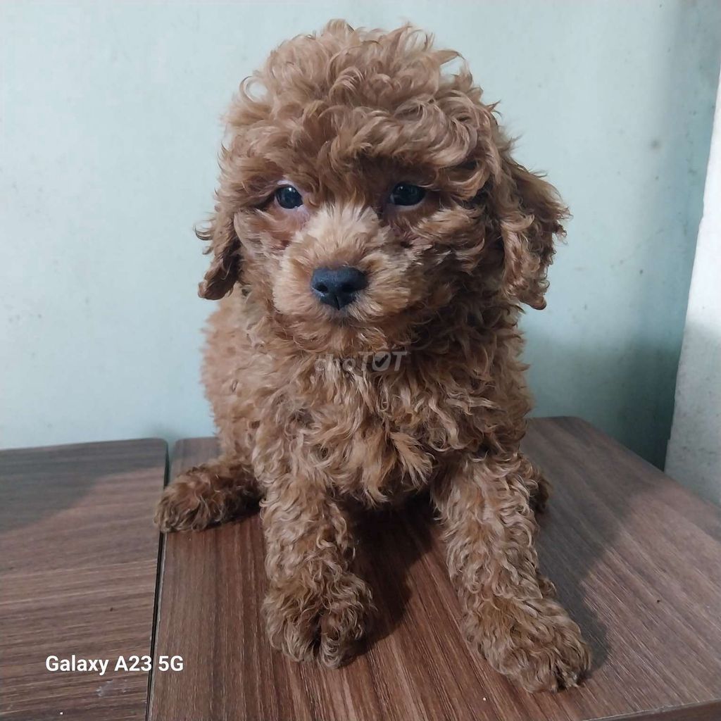 Nhà mình cún đẻ, còn 1 bé poodle nâu đỏ