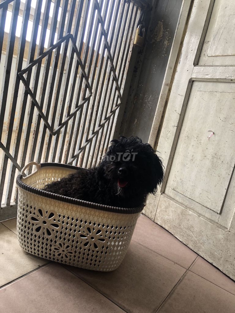 Bán chó poodle đực thuần chủng hơn một tuổi