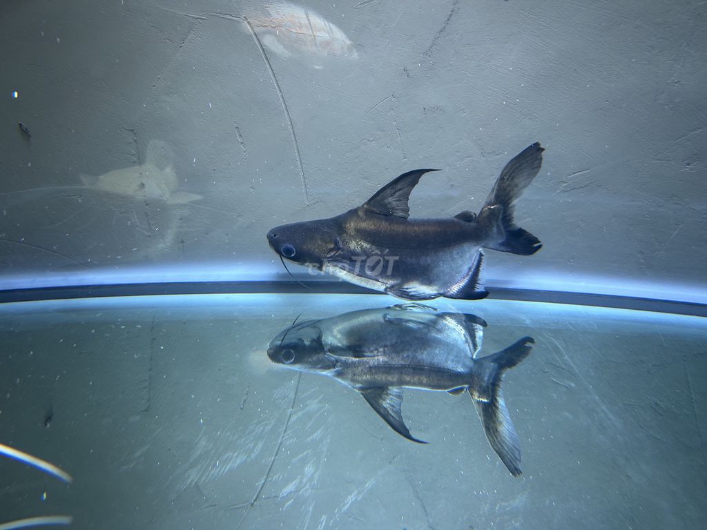 Cá cảnh Thành cát short u20 Đen xám. Mua bán Thú cưng khác tại Thành phố Thủ Đức Tp Hồ Chí Minh được đăng bởi Quang Phạm hình 1