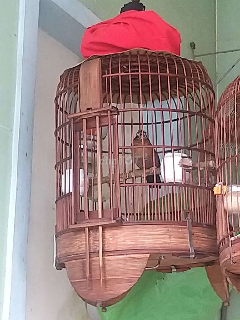 Thanh lý: 1 cặp MI, THAN, Chòe Đen Rẻ!. Mua bán Chim tại Huyện Hóc Môn Tp Hồ Chí Minh được đăng bởi Nhut Nguyen hình 3