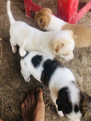 7 bé chó cỏ cần bán gấp