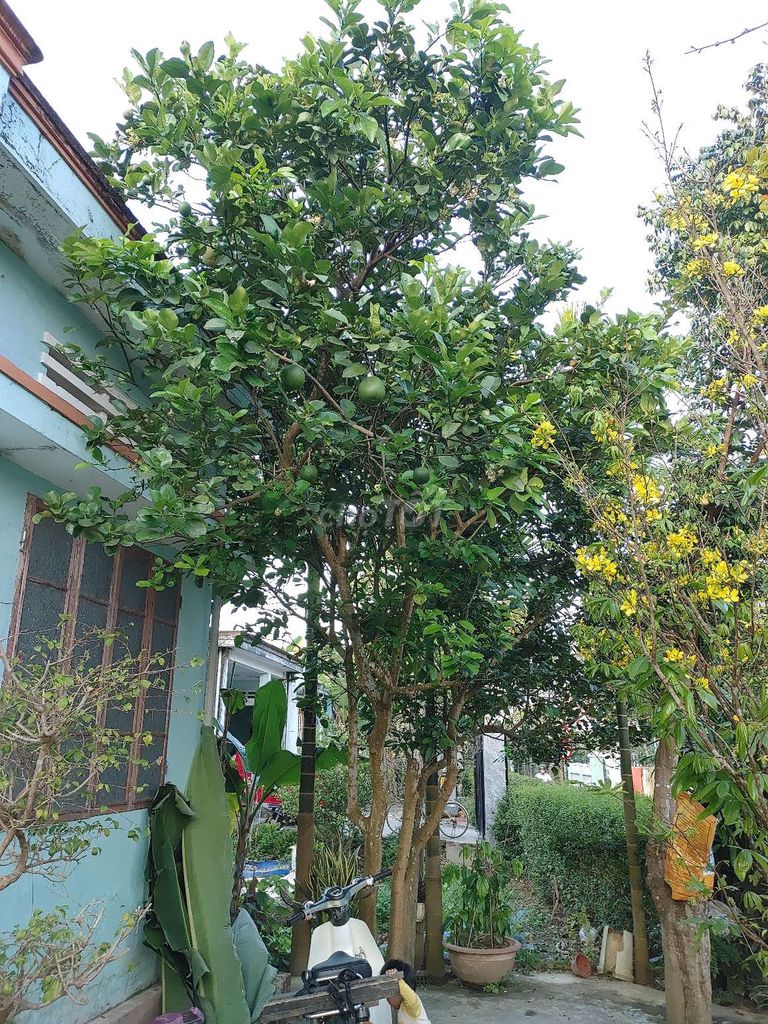 Bưởi trồng cảnh, lấy trái Khỏe mạnh. Mua bán Cây cảnh, đồ trang trí tại Thị xã Điện Bàn Quảng Nam được đăng bởi Trà hình 1