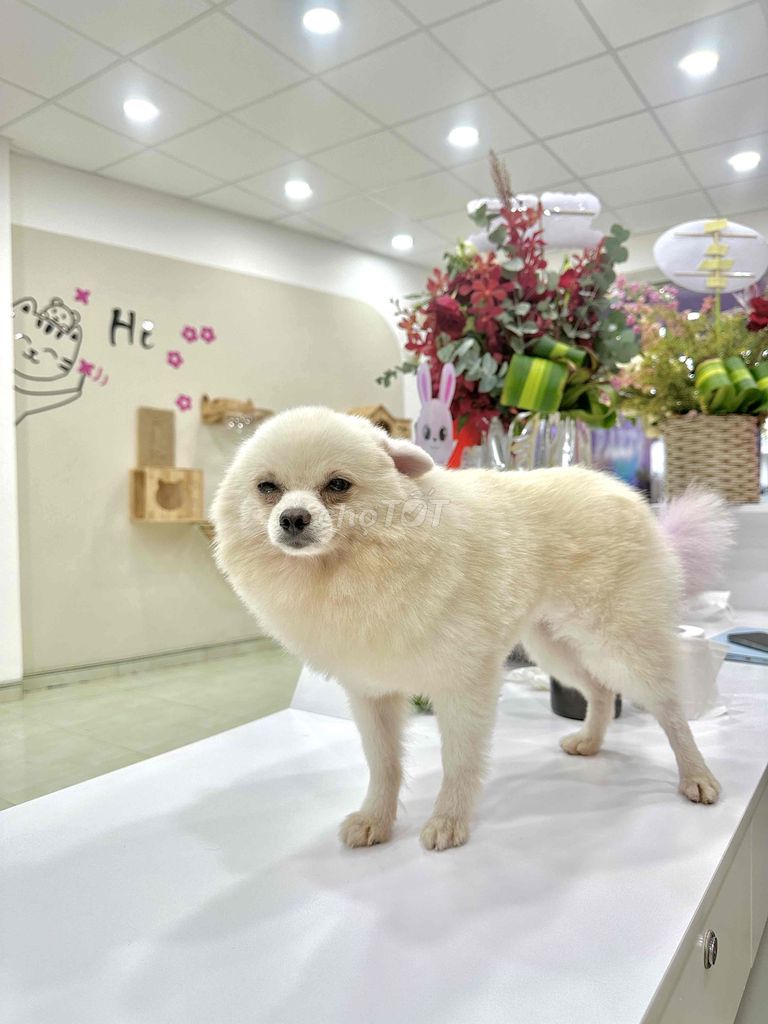 TÌM CHỦ MỚI CHO CON YÊU