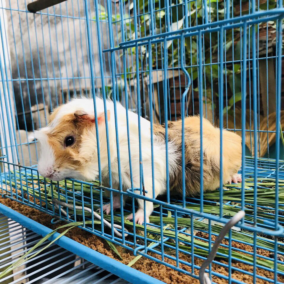 PET NHÀ VƯỜN tại undefined undefined hình 1