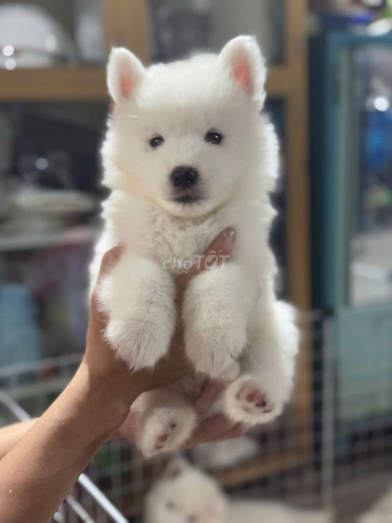 Samoyed thuần chủng nhà trồng bao thuần chủng