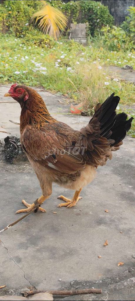 Gà mái Thái Mỹ tơ trạng khủng 3kg #30. Mua bán Gà tại Huyện Châu Thành Long An được đăng bởi Phuc Ga My hình 1